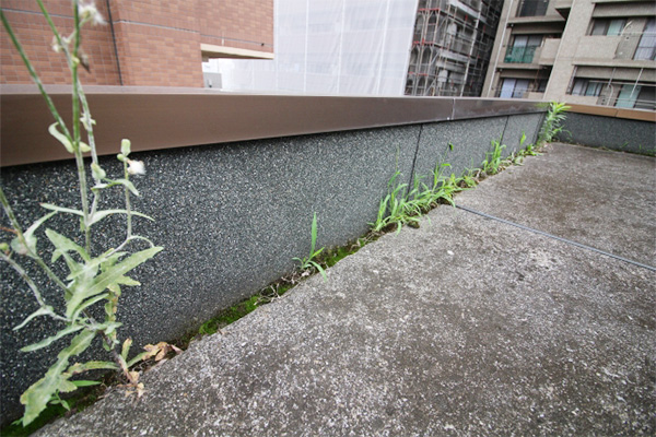 苔や雑草が生えてきた